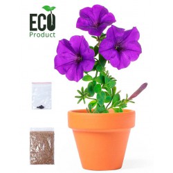 Maceta con flores Petunia....